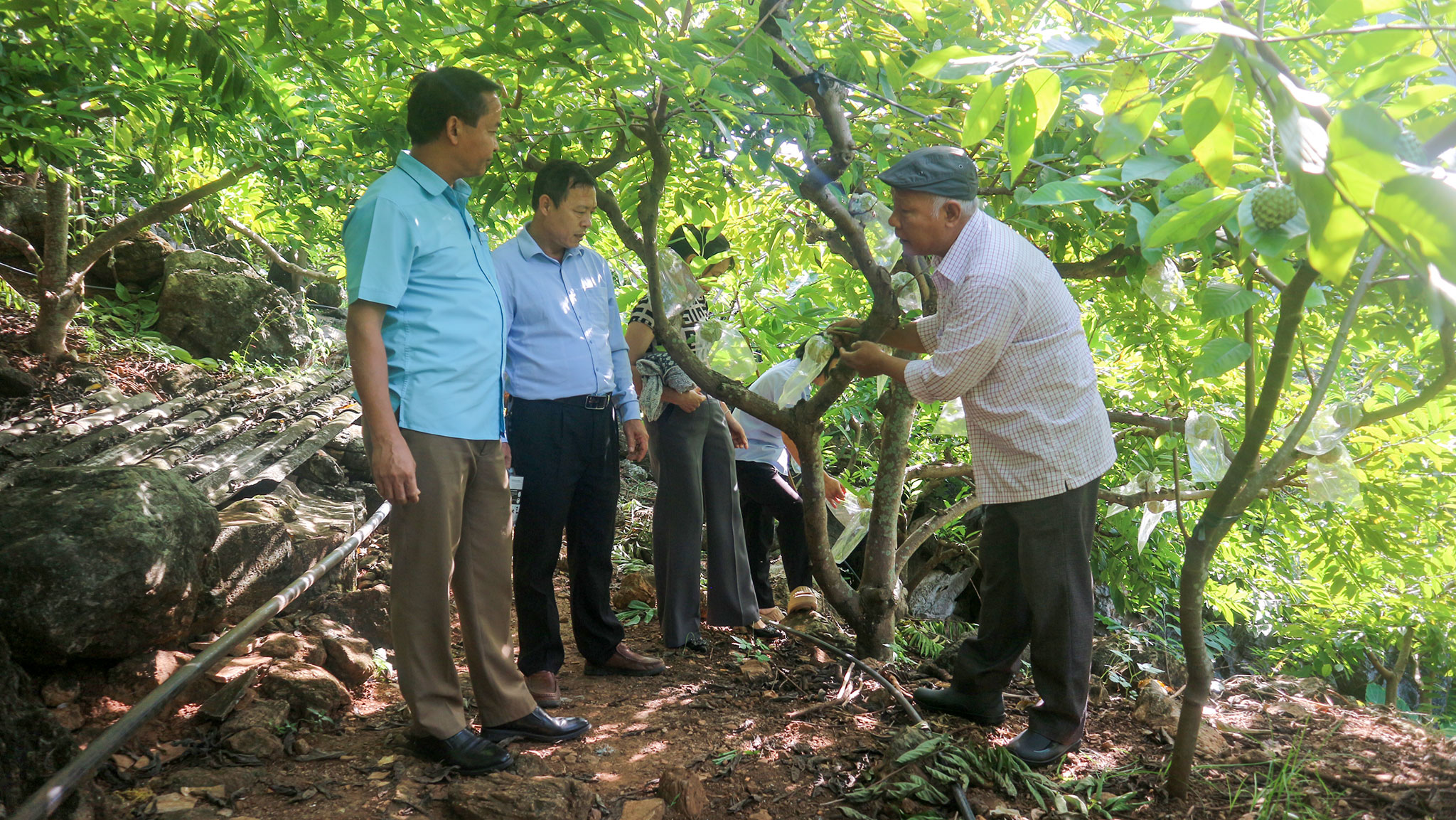 Tham quan Mô hình na rải vụ của Trung tâm Khuyến nông tỉnh Thái Nguyên